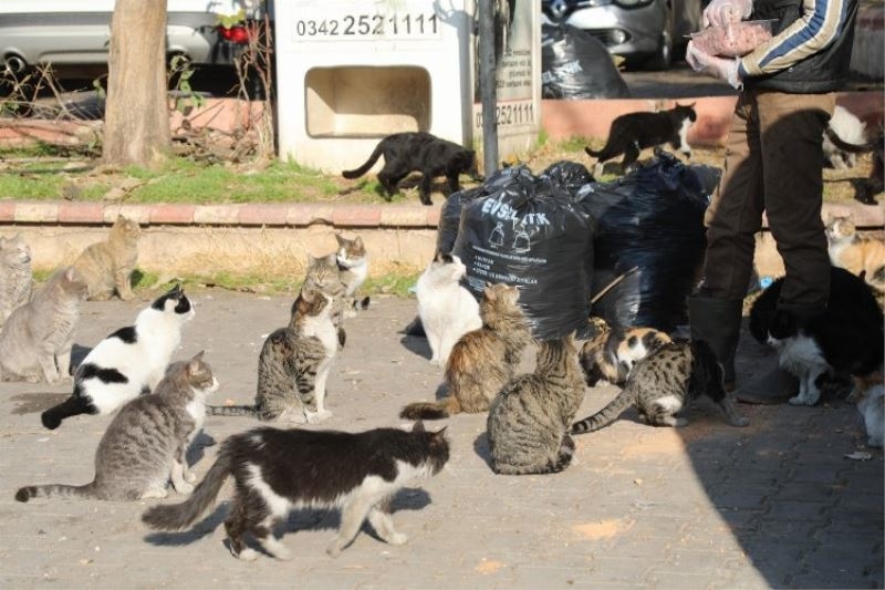 Gaziantep, sokak hayvanlarına 4,5 ton mama dağıttı 