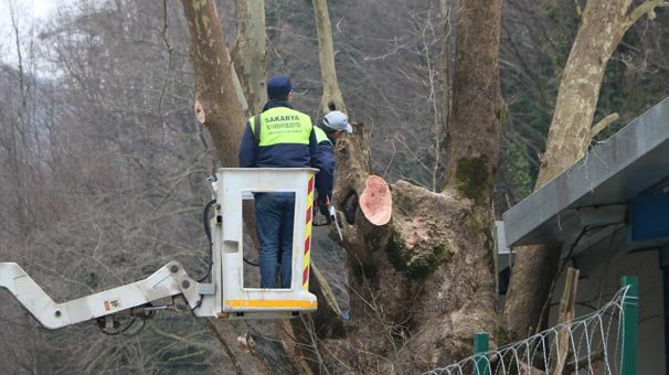 300 yıllık çınar ağacı için proje değiştirildi