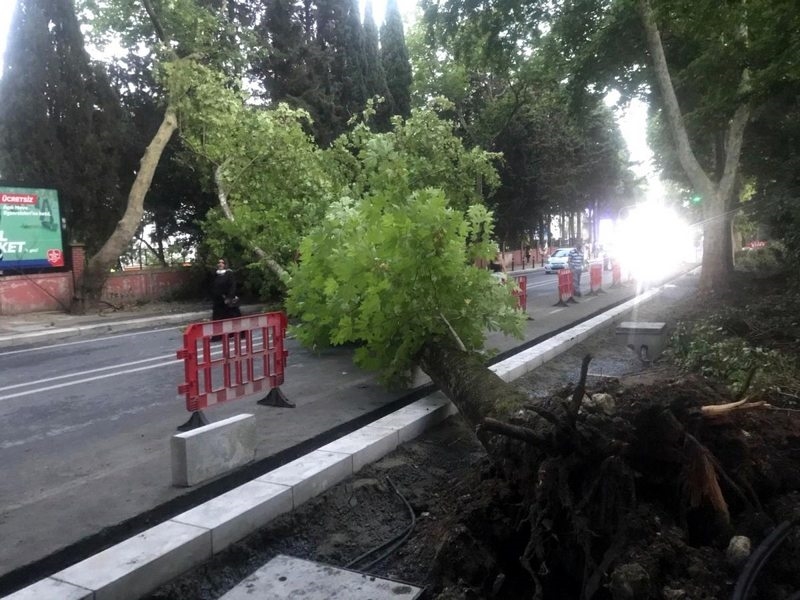 Bakırköy`de ağaç devrildi: 1 yaralı