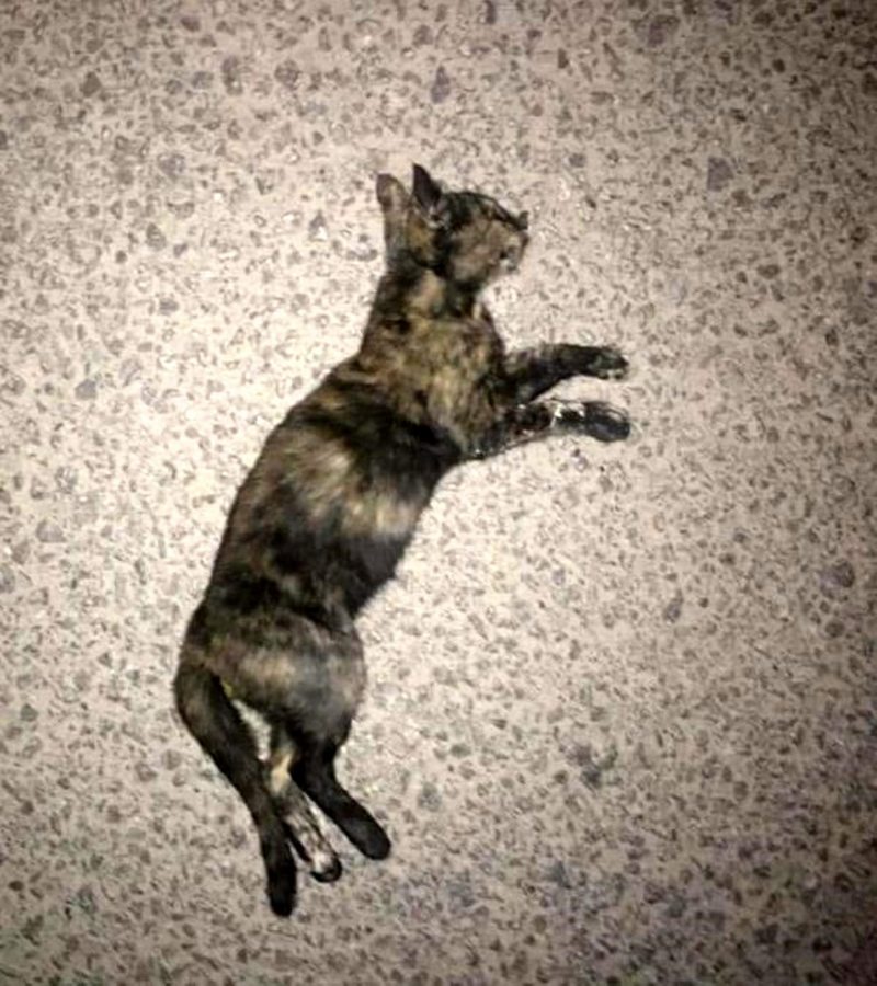 Burdur`da 8 sokak hayvanının öldürüldüğü iddiası