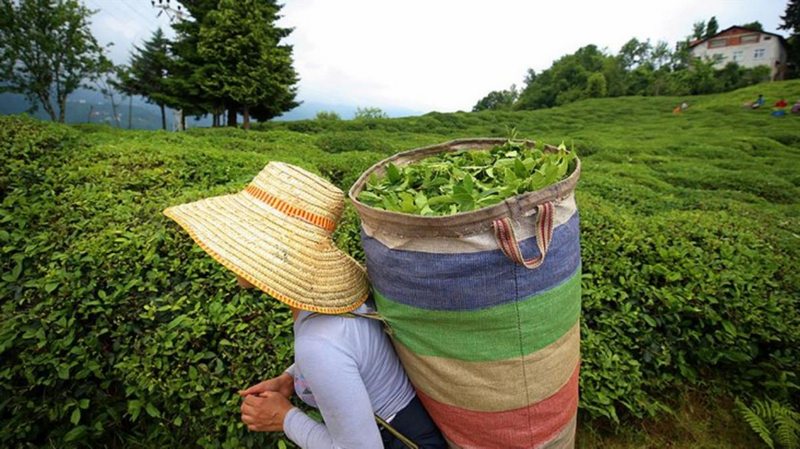 ÇAYKUR, birinci sürgünde dönüm başına 600 kilogram yaş çay alacak