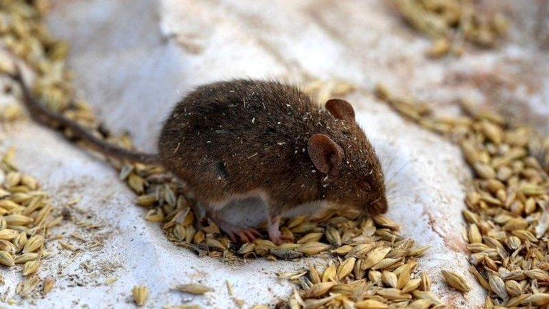 Dükkanlarda kapanların tükendiği Avustralya`da dev farelerin istilası ile mücadele sürüyor