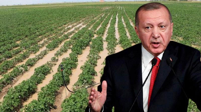 Erdoğan`ın talimatıyla çiftçinin elinde kalan patates, soğan ve çeltik satın alınarak vatandaşa dağıtılacak