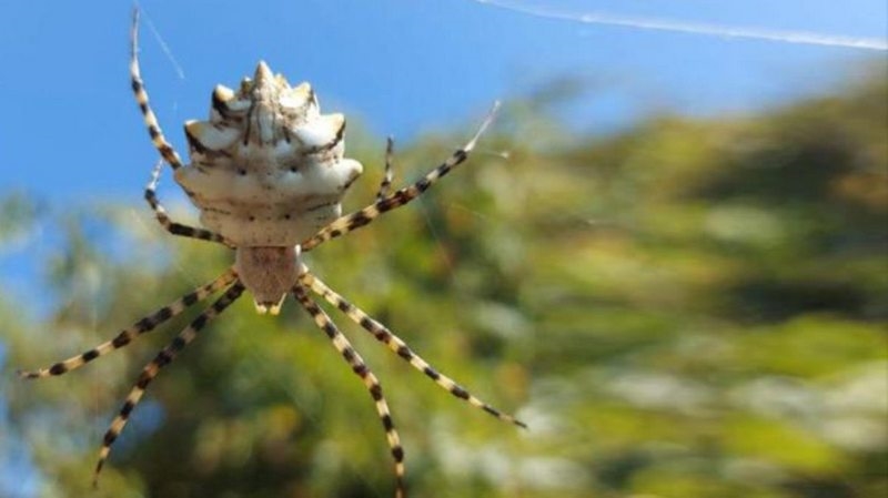 Kendi eşini yiyerek besleniyor! Zehir deposu örümcek Türkiye`de ortaya çıktı