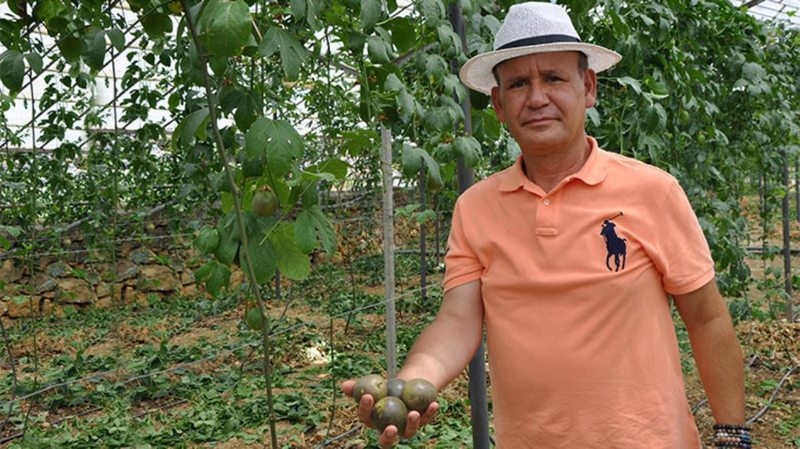 Passiflora meyvesini yetiştirmek için Almanya`dan Türkiye`ye geldi, ilk hasadının kilosunu 75 liradan satıyor