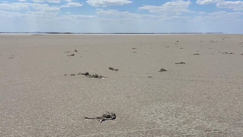 Son Dakika: Bakan Pakdemirli`den Tuz Gölü`nde ölen flamingolarla ilgili açıklama: Hazırlanan ilk rapora göre herhangi bir zehirlenme yok