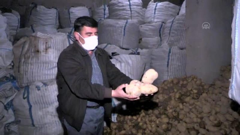Son dakika haberi: NEVŞEHİR/NİĞDE - Cumhurbaşkanı Erdoğan`ın müjdesi patates üreticilerini sevindirdi