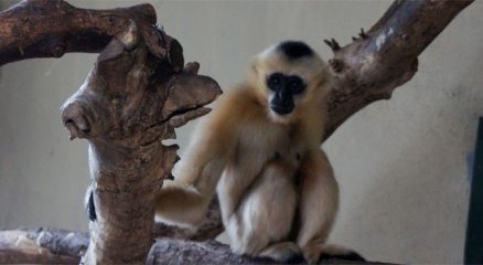 Türkiye?nin ilk beyaz yanaklı Gibbon çifti Darıca?da buluştu