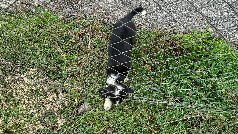 Sakarya İtfaiyesi, 11 Metrelik Çukura Düşen Köpeği Kurtardı