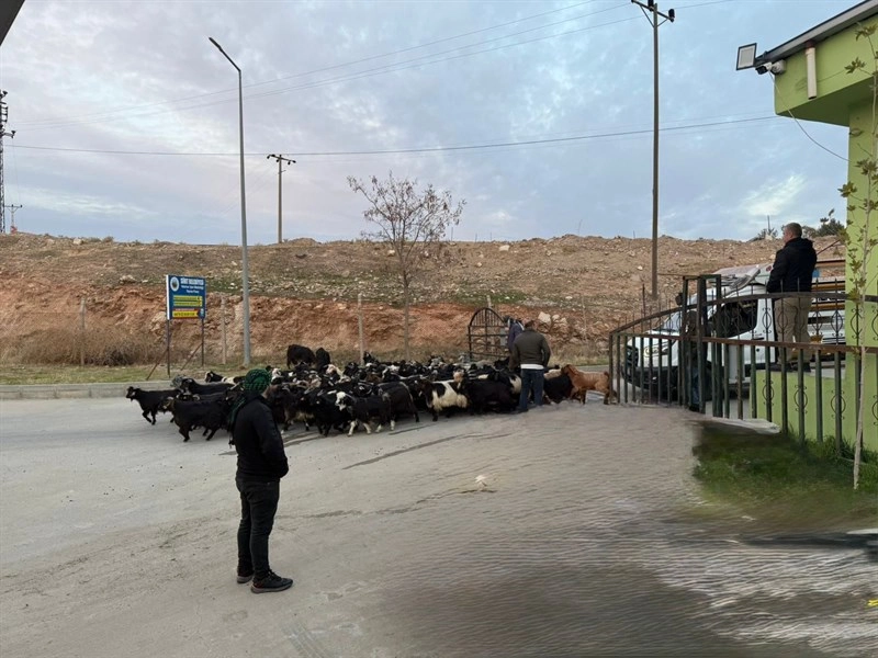 Siirt Hayvan Pazarı, Sağlık Kontrolleri Tamamlanarak Yeniden Açıldı