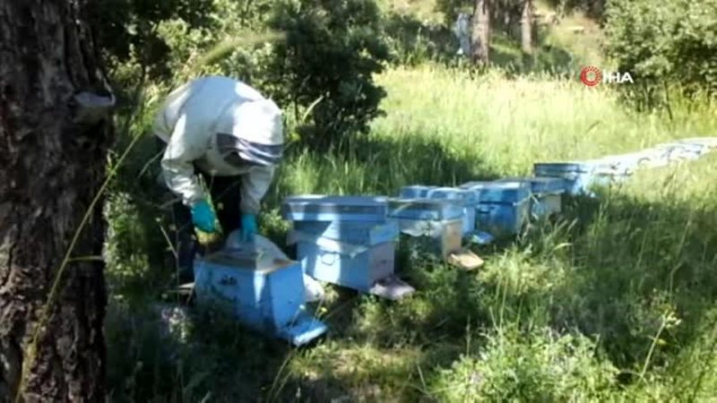 - Balıkesir`de bal fiyatlarındaki yükseliş arılara olan itibarı da artırdı