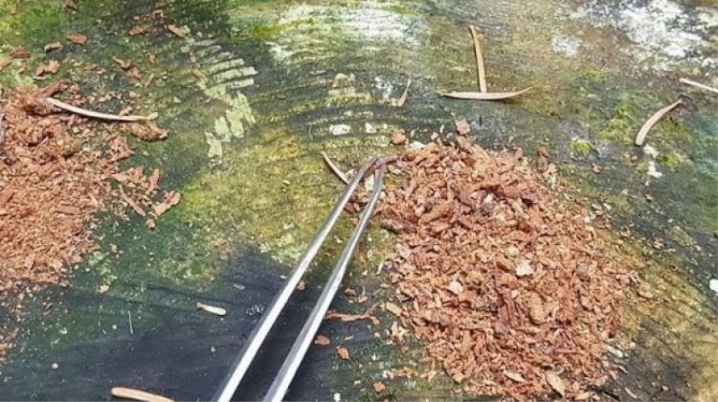 10 bin Komando böceği doğaya bırakıldı