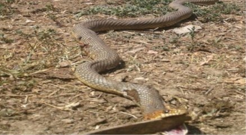 4 metre uzunluğundaki yılanı son anda fark etti yoksa...