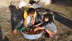 400 yıllık ceviz ağaçlarında hasat başladı