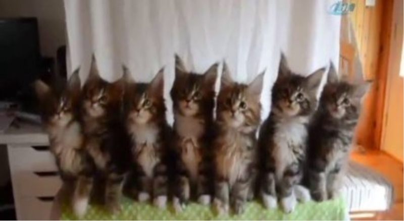 7 yavru kediden senkronize dans şov