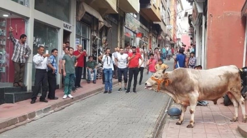 Ahırdan kaçan danalar Rize'yi birbirine kattı