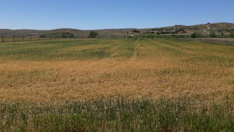 Ankara Bala`da tahıl alanlarında yüzde 70 ürün kaybı yaşandı