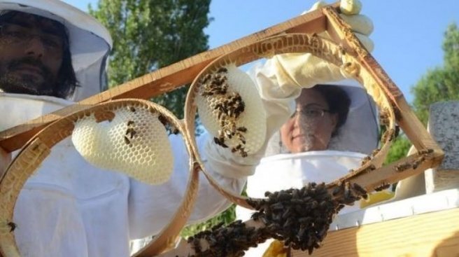 Arıcılar bu sene bal üretiminde rekor bekliyor