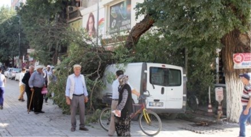 Asırlık ağaç minibüsün üzerine devrildi