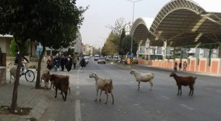 Aydın?da keçilerin bulvar turu