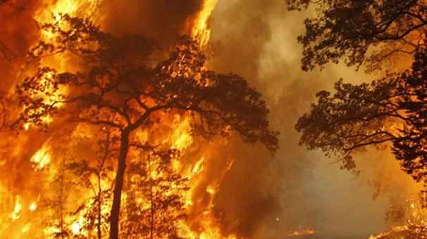 Bakan Eroğlu: 6 bin 671 orman yangının sebebi bulunamadı