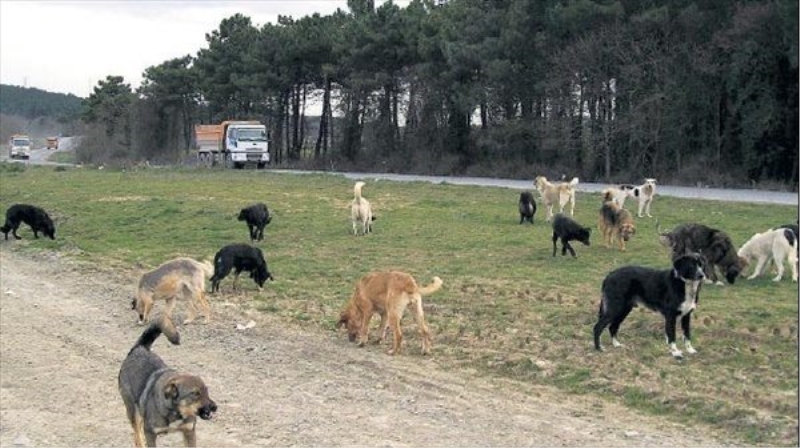 Bakanlıktan sahipsiz köpek operasyonu