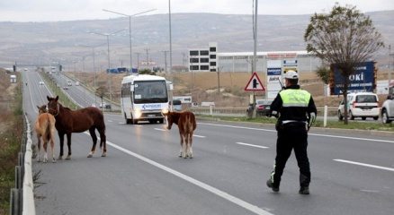 Başıboş atlar en işlek saate trafiği aksattı
