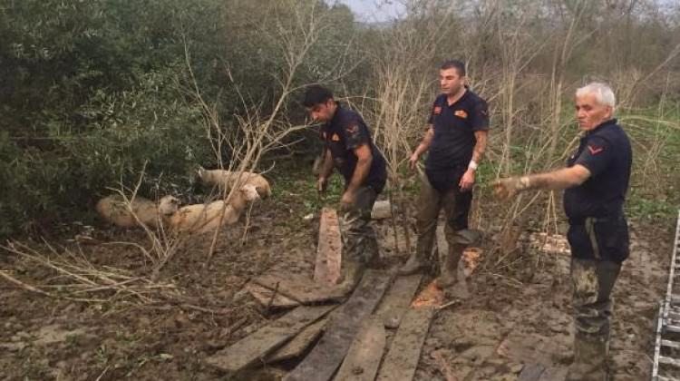 Bataklığa saplanan 50 koyunu itfaiye kurtardı