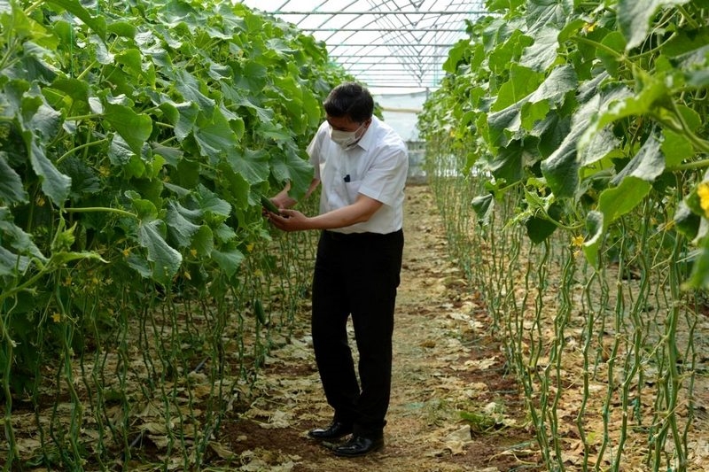 Belediyenin atıl araziye kurduğu sera gelir kapısı oldu