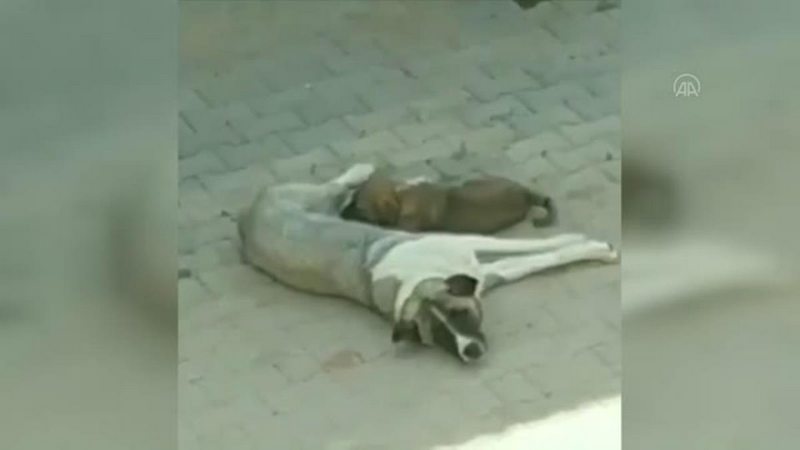 Bir köpeğin sokakta tüfekle öldürülmesine hayvanseverler tepki gösterdi