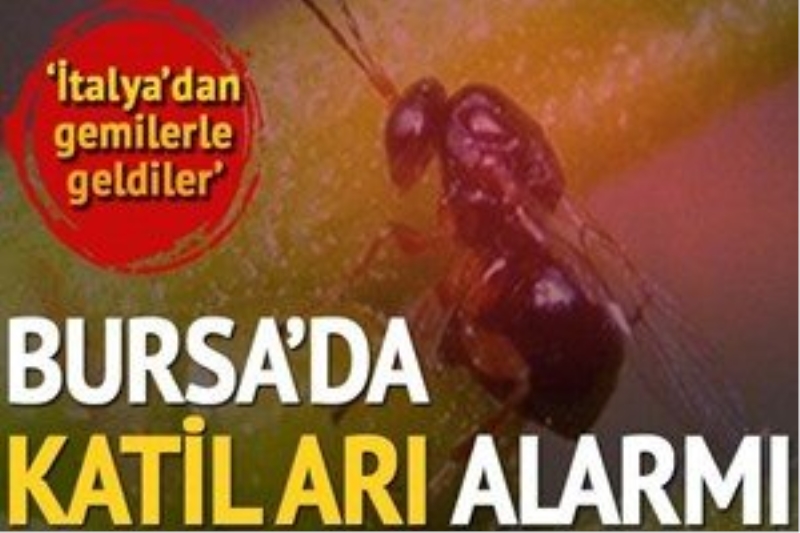 Bursa`da `katil arı` alarmı!...