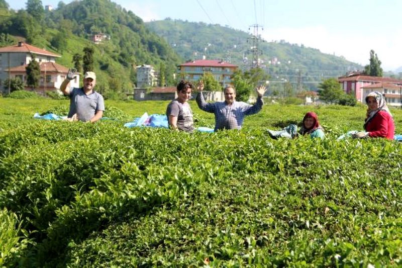 ÇAYKUR, 2020 yılı yaş çay sezonunu kapattı