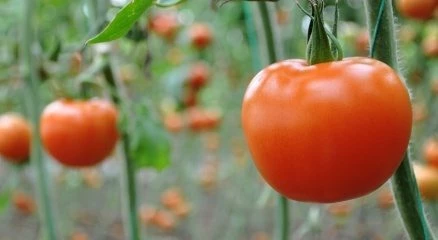Domates diyeti ile 5 günde 5 kilo
