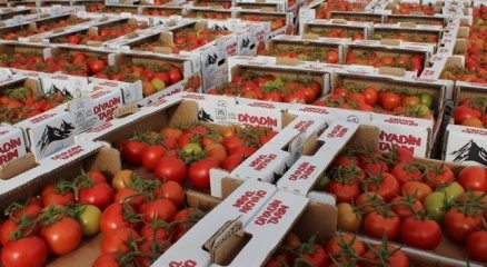 Eksi 40 derecede domates üretiliyor