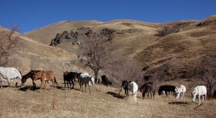 Hakkari?de 60 katır koruma altında