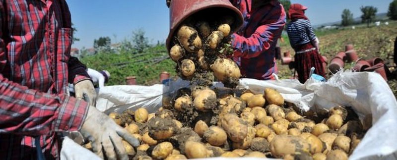 İnegöl`de patates hasadı başladı