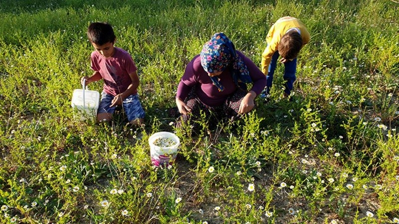 Kadınlar topladıkları papatyaları ilaç ve kozmetik sektörü için kurutup satıyor