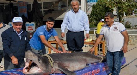 Kanser hastaları köpek balığı ile şifa bulacak