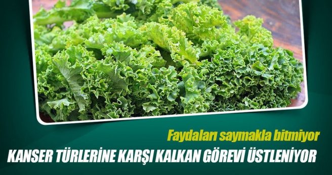 Kanser türlerine karşı kalkan görevi üstleniyor