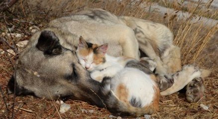 Kedi ile köpeğin şaşırtan dostluğu