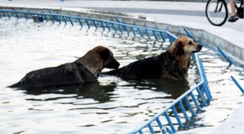 Köpeklerin havuz keyfi