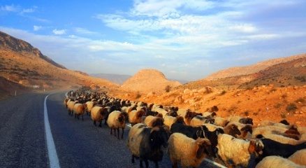 Koyun sürülerinin göç yolculuğu başladı, tüneller ortak kullanılıyor