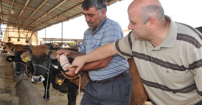 Kurban alırken bunlara dikkat