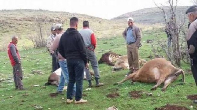 Mardin`de büyükbaş hayvan sürüsüne yıldırım düştü