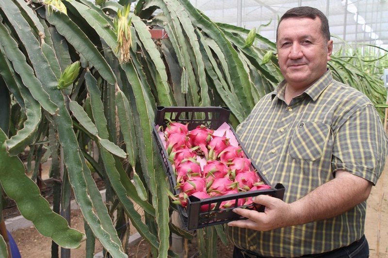 Mersin`de yetiştirilen ejder meyvesi, Amerikan askerlerine gönderiliyor