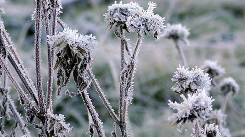 Meteoroloji`den 10 il için zirai don uyarısı