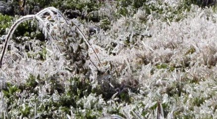 Meteorolojiden 4 il için zirai don uyarısı