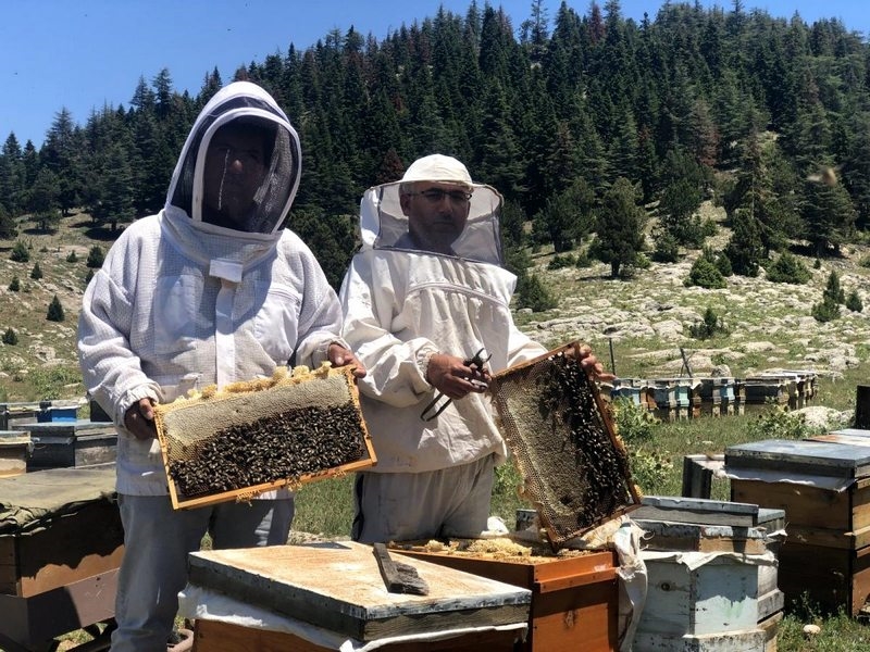 Mezla balı hasadı başladı