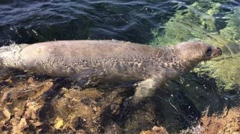 Plajda ortaya çıkan fok herkesi şaşırttı