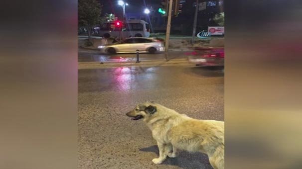 Sokak köpeğinden örnek davranış